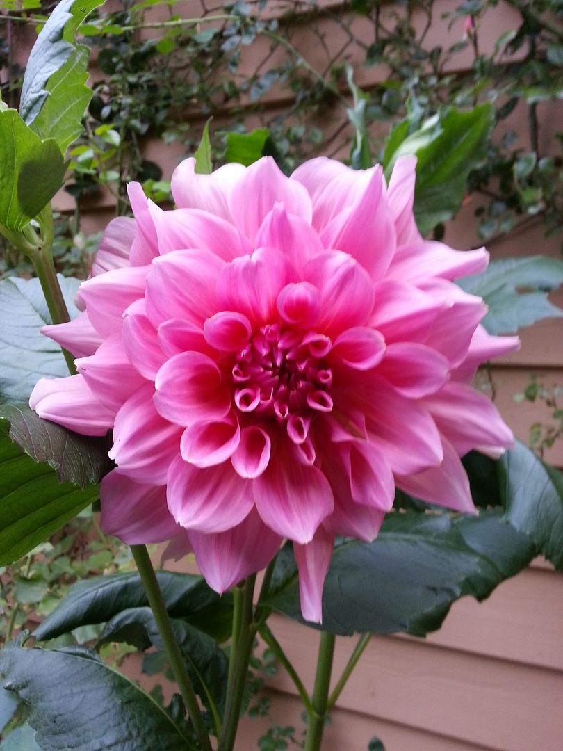  photo 20140902_073326_zpsk3hpdybm.jpg